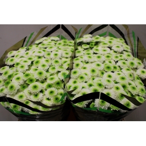 CHR SAN MAVERICK X50 PER BLIK