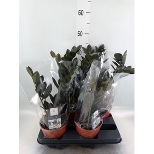 Zamioculcas zamiifolia 'Dowon'