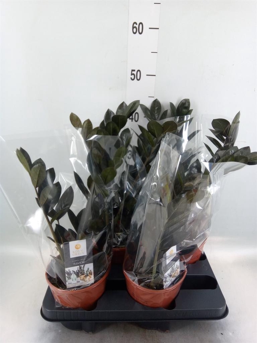 <h4>Zamioculcas zamiifolia 'Dowon'</h4>