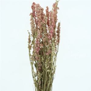 Dried Delphinium Rose