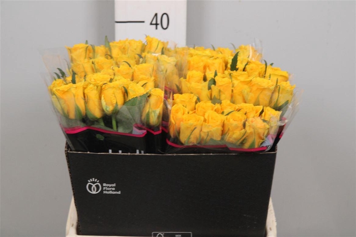 <h4>R Gr Jackpot+</h4>