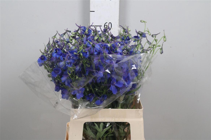 <h4>Delph En Donna</h4>