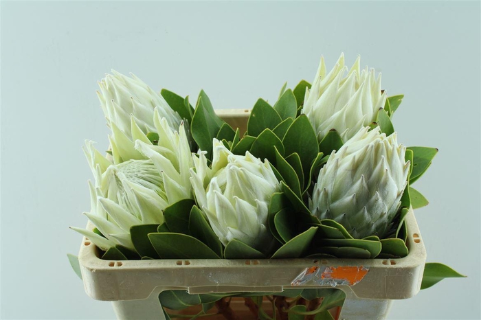 <h4>Protea Cy Artic Ice</h4>