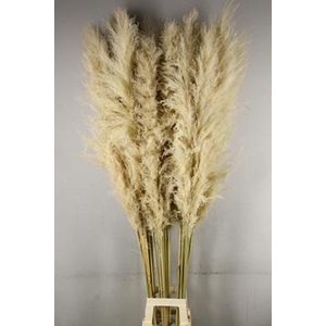 Df Pampas 180cm Natural White