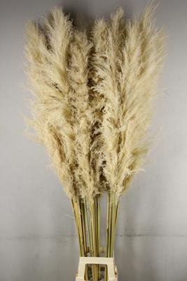 Df Pampas 180cm Natural White