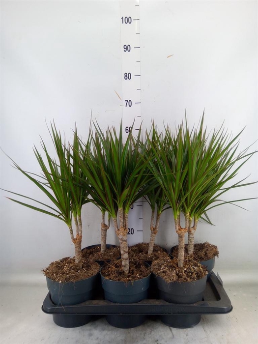 <h4>Dracaena marg.</h4>