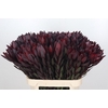 Leucadendron Saf Sunset Dark R.