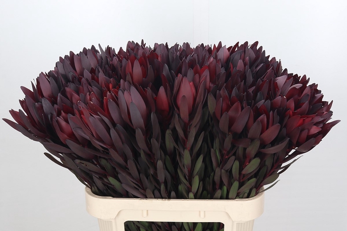 Leucadendron Saf Sunset Dark R.