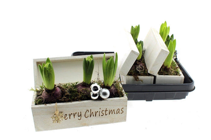 <h4>HYACIN ORIENTAL GEM</h4>