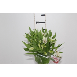 ALSTROEMERIA PRESTIGE 080 CM BRANCO