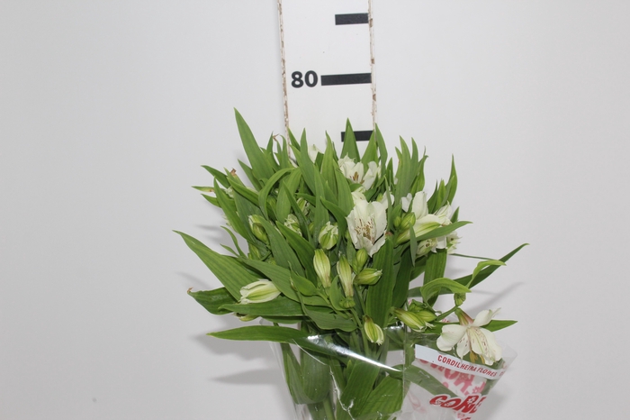 <h4>ALSTROEMERIA PRESTIGE 080 CM BRANCO</h4>