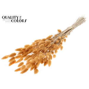 Lagurus Premium per bunch Salmon
