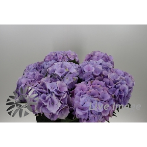 Hydrangea royal benefit