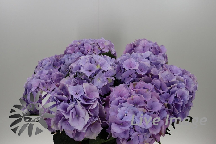 <h4>Hydrangea royal benefit</h4>