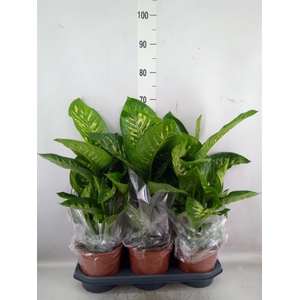 Dieffenbachia seg. 'Tropic Snow'