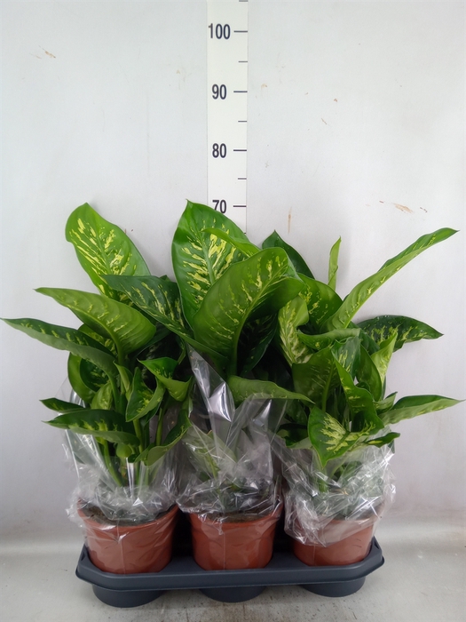 Dieffenbachia seg. 'Tropic Snow'