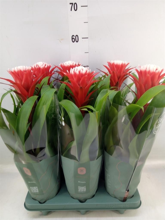 <h4>Guzmania 'Hope'</h4>