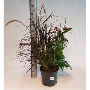 VASTE PLANT GEM 2 SO