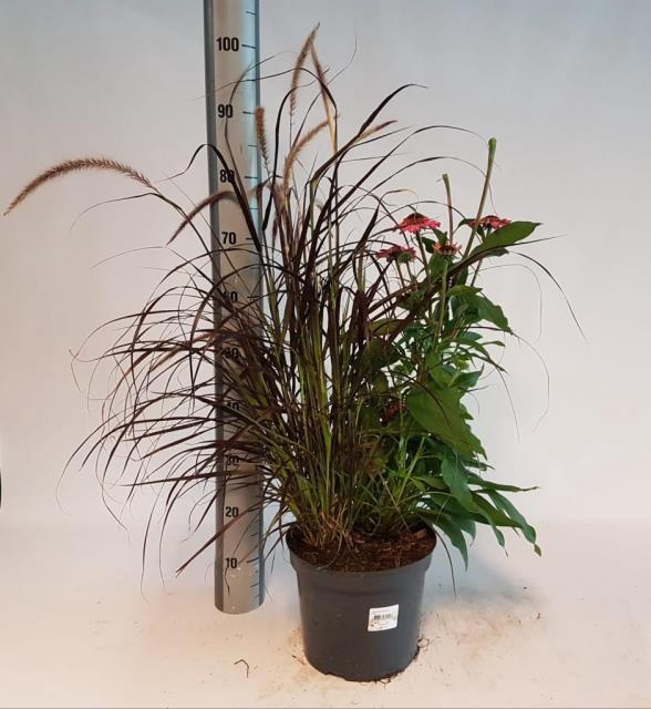 VASTE PLANT GEM 2 SO