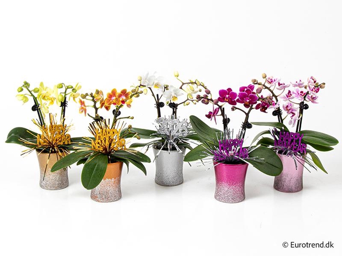 <h4>PHALAENOPSIS-HYBRID</h4>