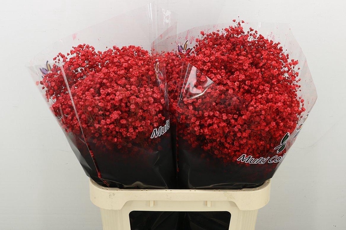 <h4>Gyps Grof Rood</h4>