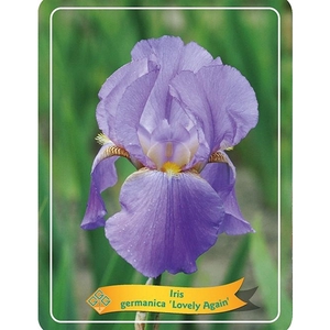 Iris germanica 'Lovely Again' P11