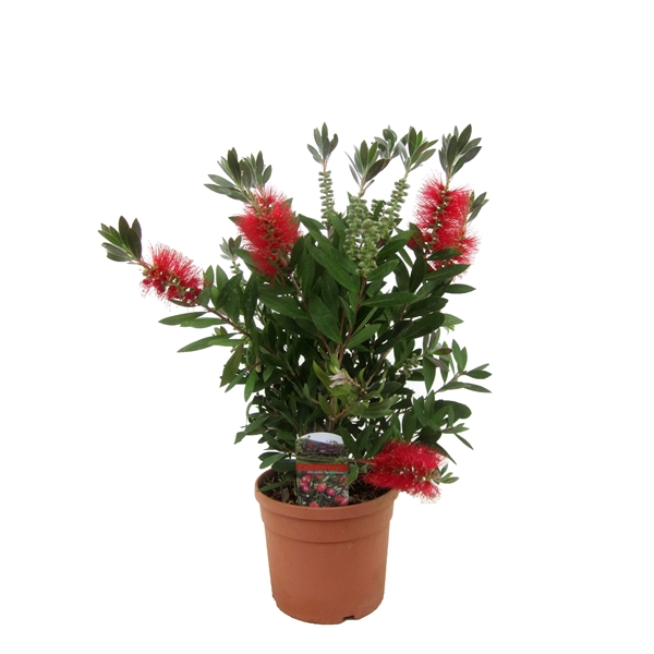 <h4>Callistemon Citrinus 'Splendens' Laevis</h4>