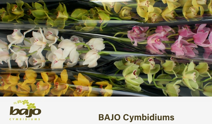 <h4>CYMB T GEM</h4>