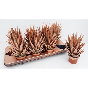 ALOE TIKI TAHI