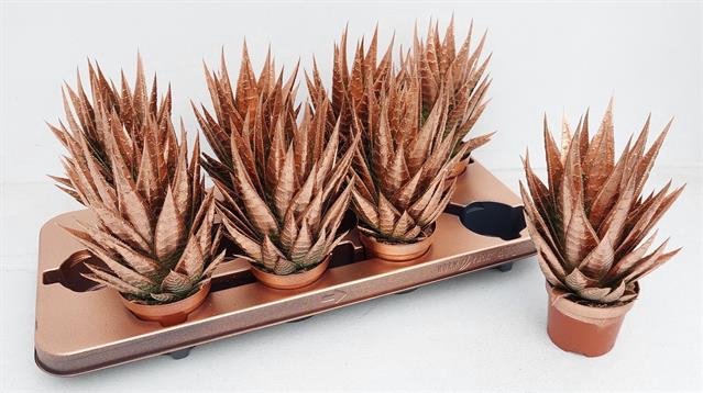 <h4>ALOE TIKI TAHI</h4>