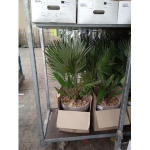 Arr. Tuinplanten H%