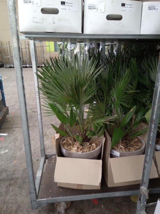<h4>Arr. Tuinplanten H%</h4>