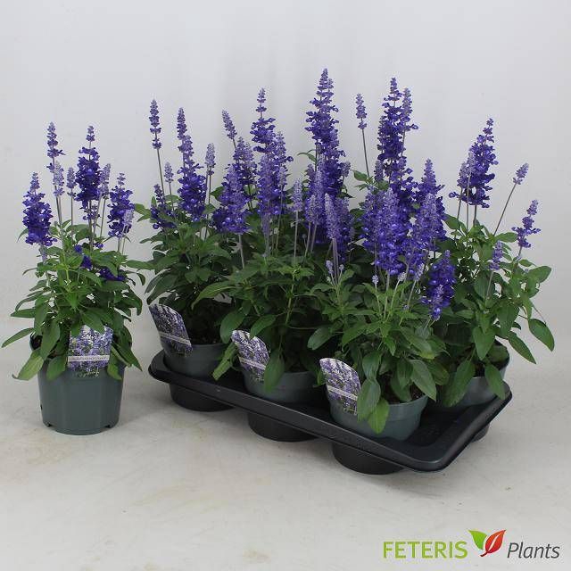 <h4>SALVIA FA SF D OCEAN</h4>