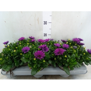 Osteospermum  'Margarita Cool Purp'