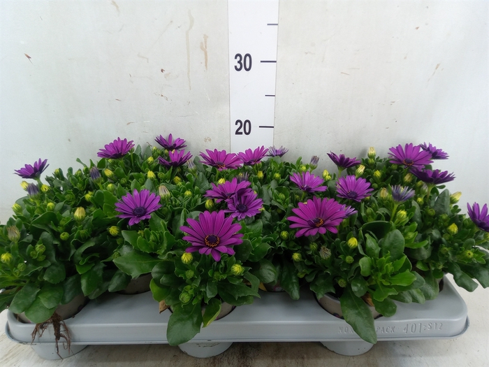 <h4>Osteospermum  'Margarita Cool Purp'</h4>