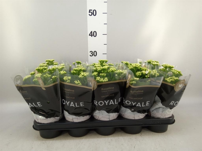 <h4>Kalanchoe blos. 'RosDon Dione'</h4>
