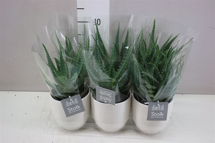 <h4>Aloe Arborescens Liv Keramiek</h4>