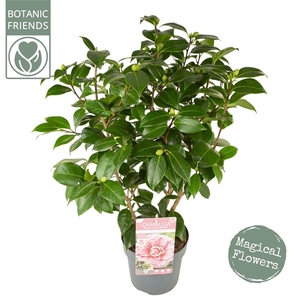 Camellia jap. 'Bonomiana' Premium