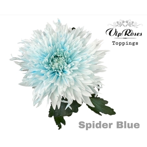 Chr g Spider Blue