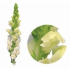 BOCA DE LEAO MONACO WHITE 080 CM