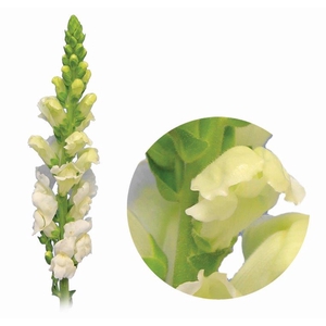 B. DE L MONACO WHITE 070 CM