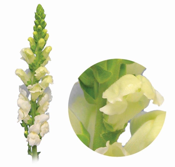 <h4>BOCA DE L. P WHITE EARLY 080 CM</h4>