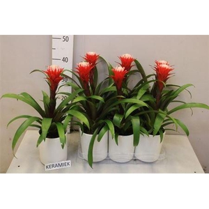 Guzm Hope In Keramiek