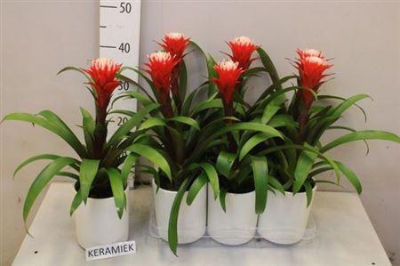 <h4>Guzm Hope In Keramiek</h4>