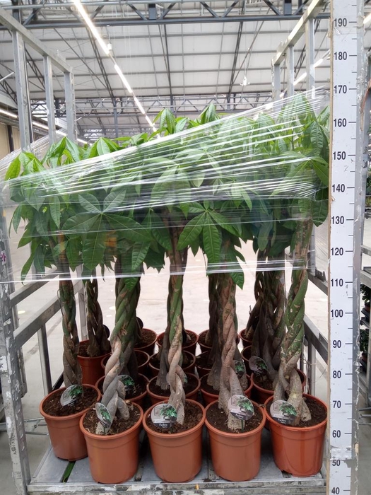 <h4>Pachira aquatica</h4>