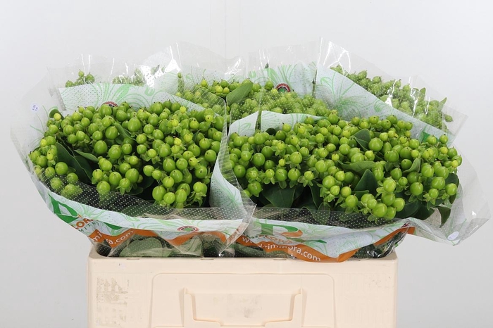 <h4>Hyp Mag Mirage</h4>