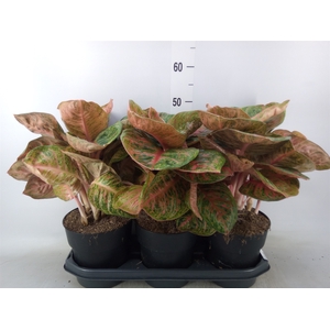 Aglaonema   ...