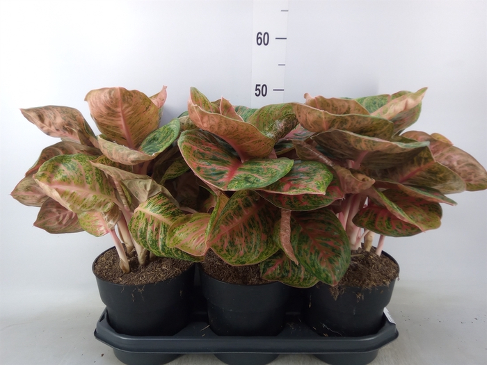 <h4>Aglaonema   ...</h4>