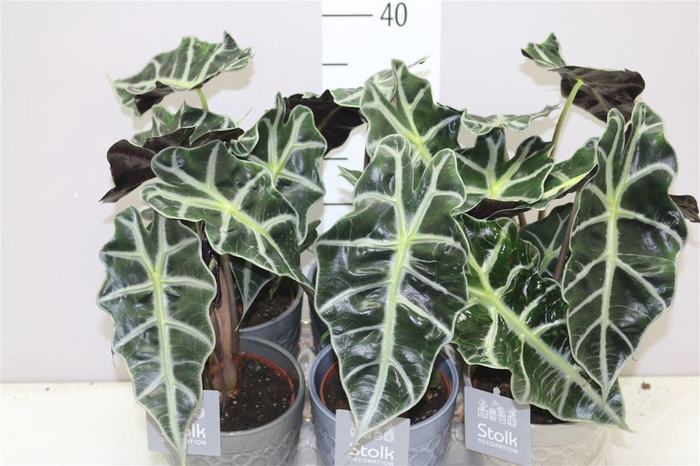 <h4>Alocasia Polly Gaia Keramiek</h4>