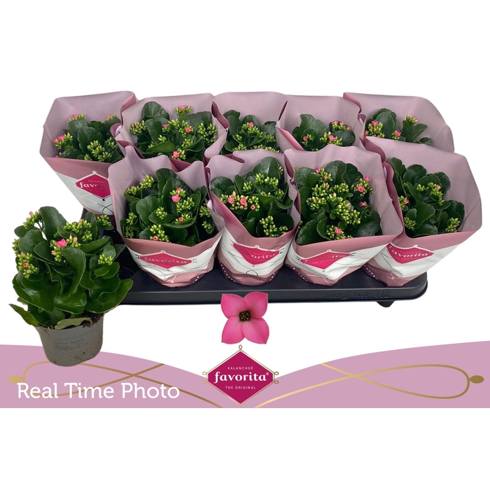 <h4>KAL EN BEL ROSA PINK</h4>